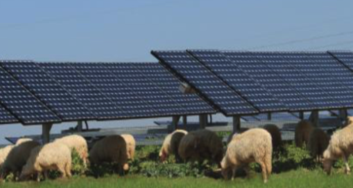District Energy solar farming with cattle grazing in a field.